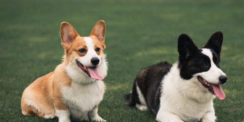 飼養柯基犬，要應對的“6大難點”，看了你要敢養嗎？