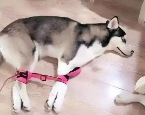 無論是什么狗,面對這幾件事,都會怕得不行