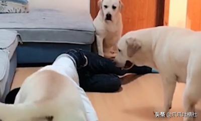 主人暈倒在地,狗狗會有啥反應?養只二哈果然是家門不幸