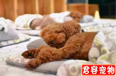 泰迪睡覺有這6個怪癖,恭喜你,它一定很愛你