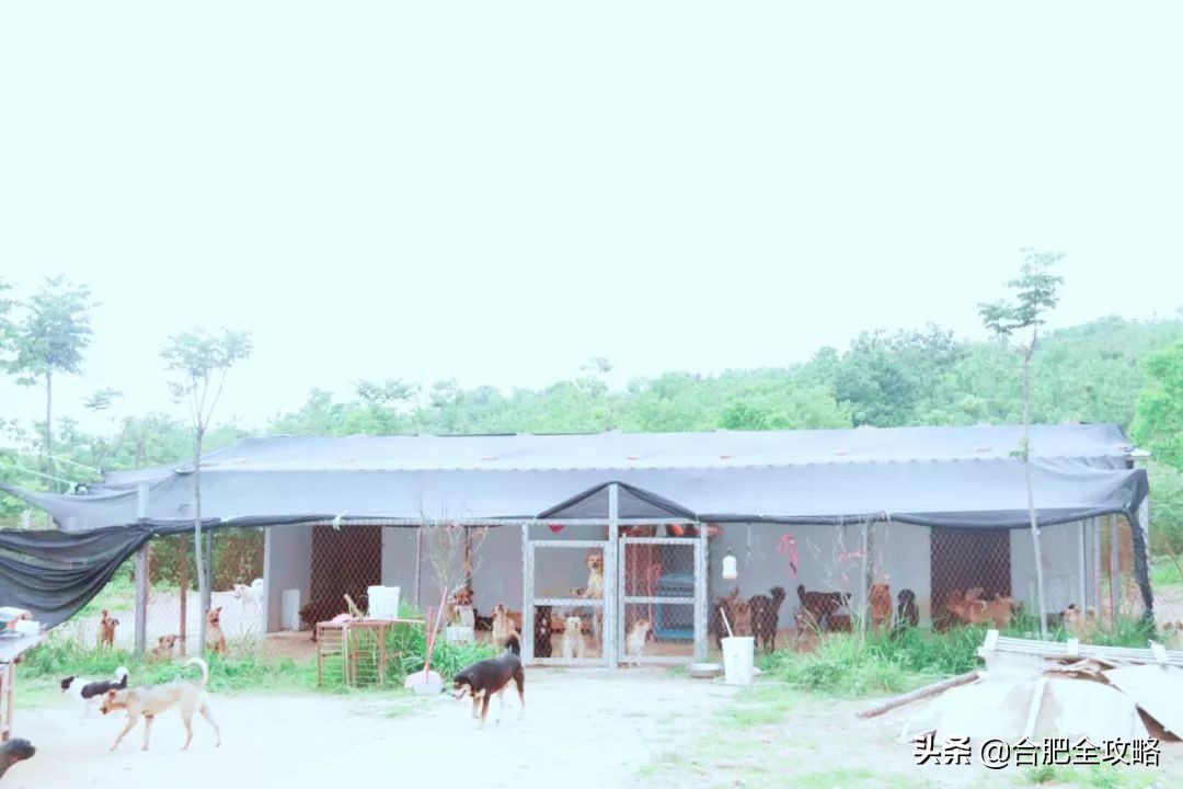 合肥有這樣一座山,是400多只流浪狗的天堂
