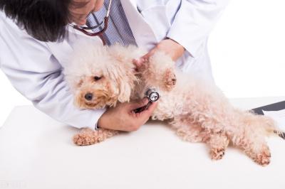 泰迪犬出現這6個特征,說明它很痛苦,趕緊“救救”它吧