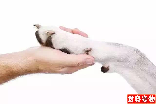給狗狗剪趾甲,要不要剪?怎么剪?今天給鏟屎官說白說透!