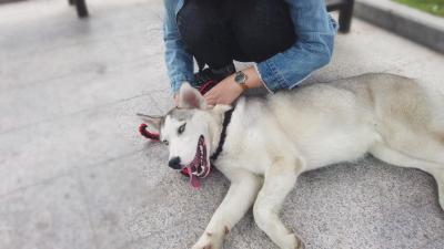 二哈喝水,貓咪盯著它看,沒想到還來了個友誼之吻