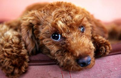 泰迪犬出現這6個特征,說明它很痛苦,趕緊“救救”它吧