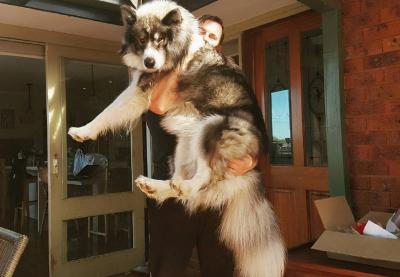 六個不養阿拉斯加犬的理由,看完你還會心動嗎?