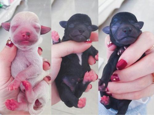泰迪犬全年齡階段的“飼養注意”,合格的寵主都知道