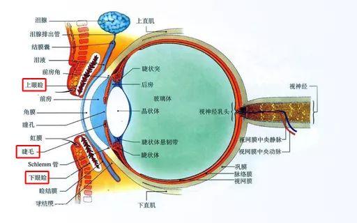 鏟屎官注意！眼瞼內翻≠倒睫毛，越早診斷治療傷害越小