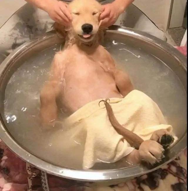 狗狗一個月洗一次可以嗎？主要看狗狗的體味和主人的容忍度