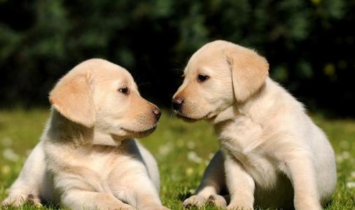 飼養拉布拉多時,5大禁忌不能觸犯