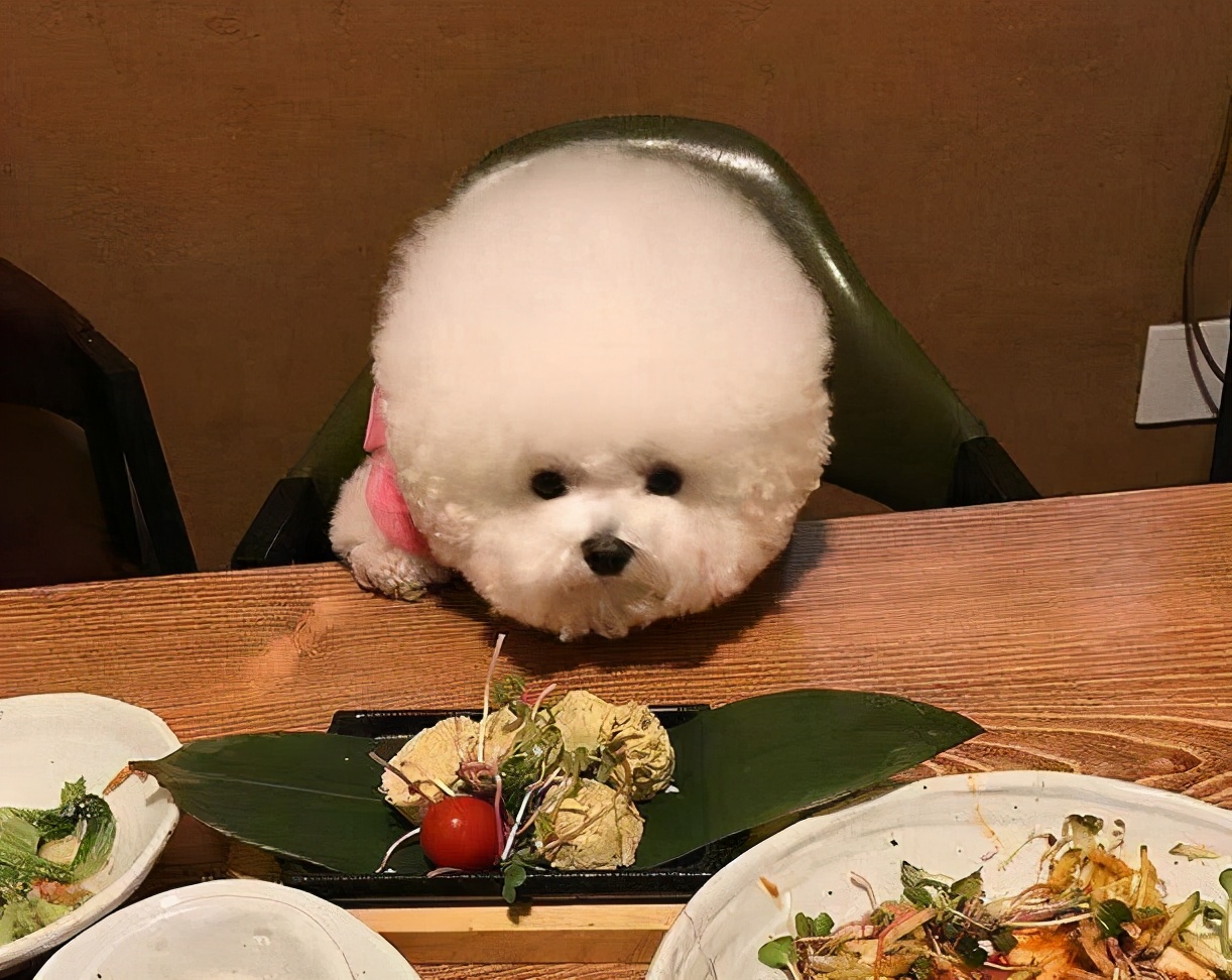 比熊犬毛發干燥無光澤怎么辦?有哪些解決辦法?