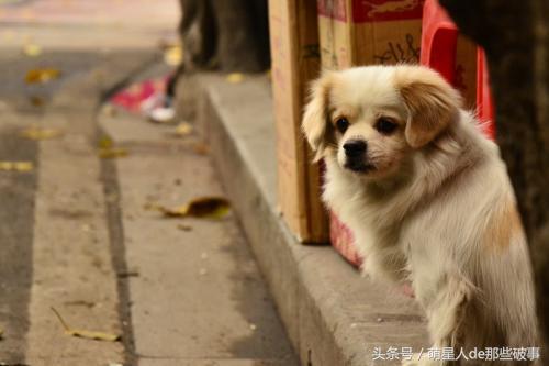才發現寄養<a href=/ target=_blank class=infotextkey>寵物</a>會有如此大的風險，鏟屎官一定要謹慎！