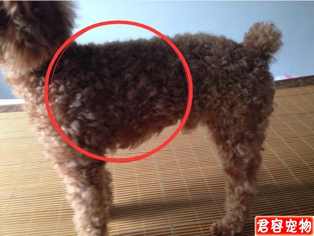 泰迪犬“拉稀”的原因，你還不知道吧