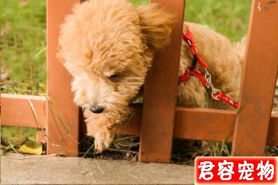 新手須知:泰迪幼犬狗糧喂多少?