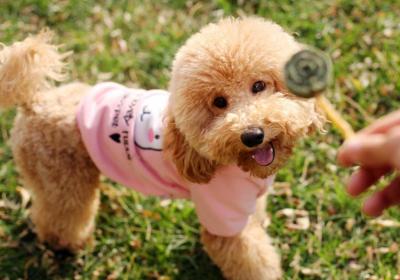 哈士奇、博美犬等一些狗狗非常愛亂叫,為什么還有很多人愿意飼養