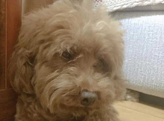 狗狗為何能預知自身的死亡，還會躲起來等死呢？