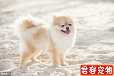 如果你養了博美犬，最好還是看看這篇文章，或許你會收獲很多