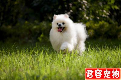 二個月博美吃多少狗糧,這個沒有標準量,要看狗狗的體質