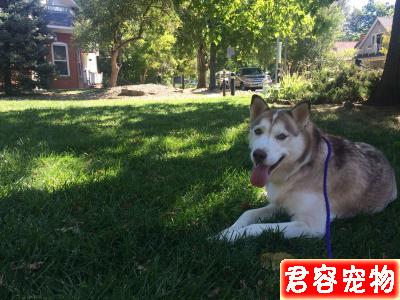 聽完他不養二哈的10個理由，你還敢養嗎？！