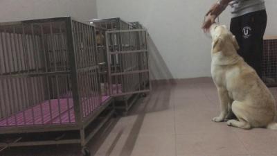 10個月拉布拉多一身壞毛病，訓犬師把它變成乖乖狗