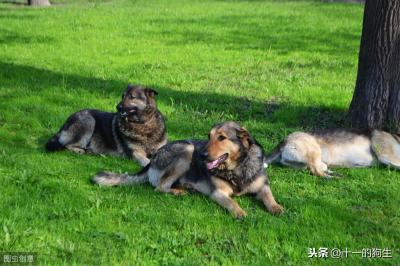 辟謠:犬瘟和細小是一回事?不,它和細小是兩碼事,癥狀也不一樣