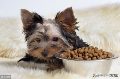 辟謠:犬瘟和細小是一回事?不,它和細小是兩碼事,癥狀也不一樣