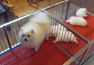 博美犬多少錢一只,你買貴了嗎?
