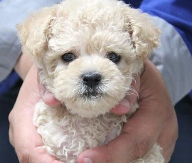 泰迪犬的這8大顏色,你最喜歡哪種?