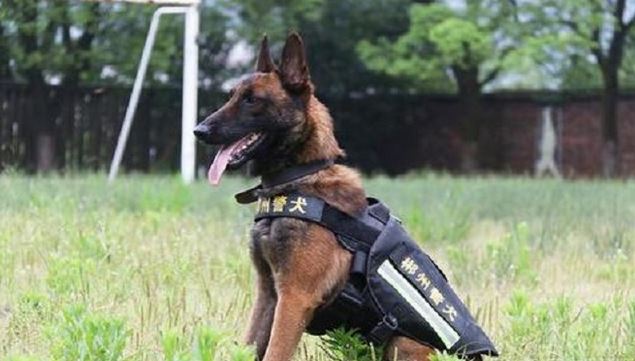 想自身訓煉一條警犬嗎？下邊7種狗狗，勸你早舍棄