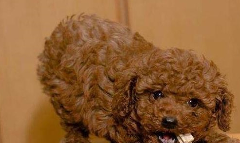 為何泰迪犬一直讓你摸它“肚子”？緣故有五個