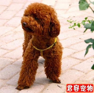 若要你家泰迪高雅漂亮,你要精心護理和修剪它的毛發