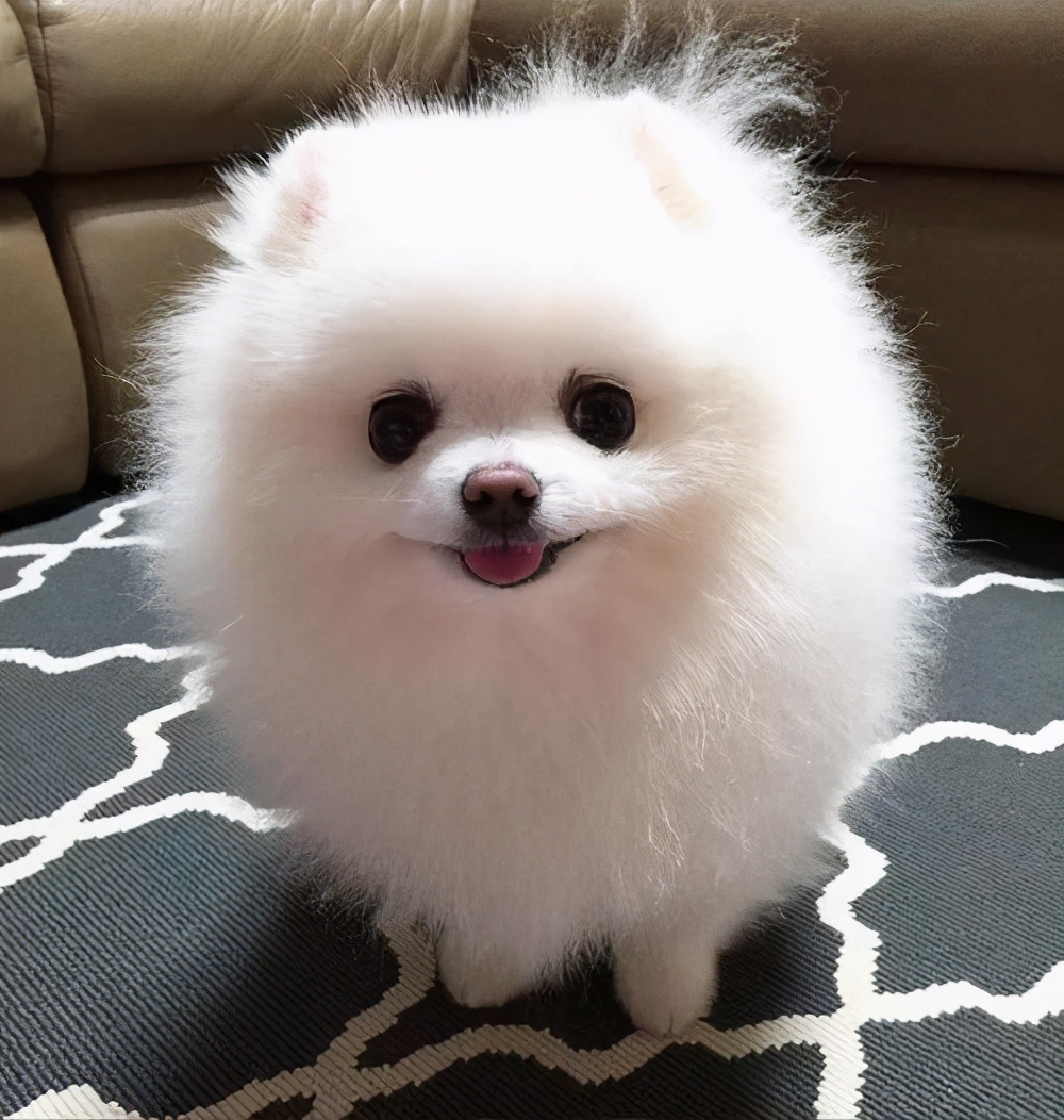 養博美犬“省錢大法”,建議先收藏了
