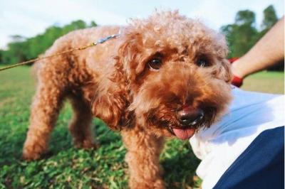 泰迪犬毛發不好，可以吃什么食物改善？