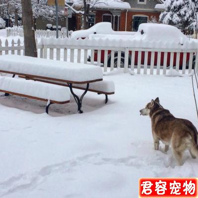 聽完他不養二哈的10個理由，你還敢養嗎？！