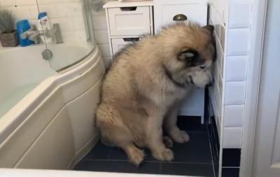阿拉斯加犬在這5種情況下,不適合洗澡