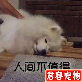狗狗越胖越可愛?得糖尿病可就麻煩了