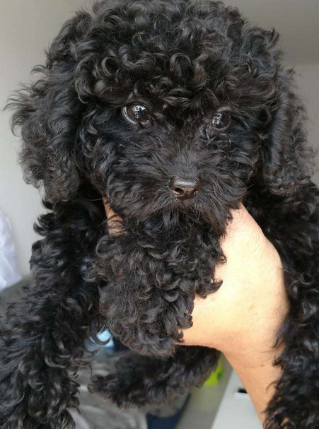 泰迪犬的這8大顏色,你最喜歡哪種?