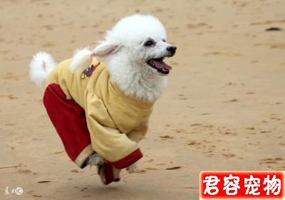 <a href=/zhonglei/gou/ target=_blank class=infotextkey>狗</a>狗很瘦是怎么回事了，有沒有可以調理的方法