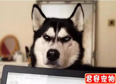 網紅不爽臉哈士奇竟有老婆！老婆的高顏值根本癩蛤蟆吃到天鵝肉