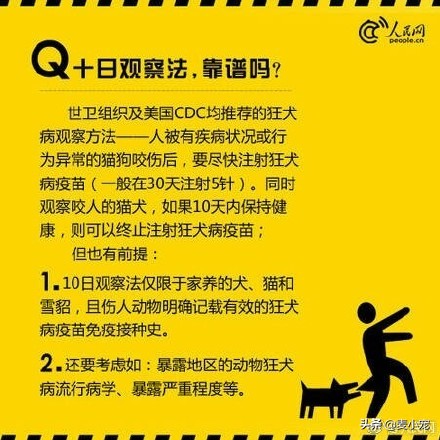 新手鏟屎官|養狗之前,建議先看看這個