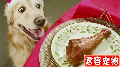 性格最好的五種中大型犬，有你心中所想嗎？