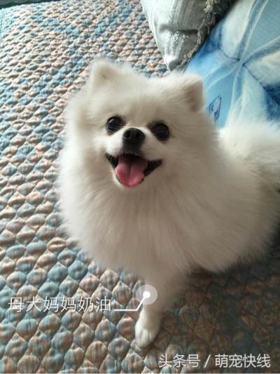 小博美第一次當媽就遭遇難產，剖腹產后身下多了一堆雪白的糯米糍