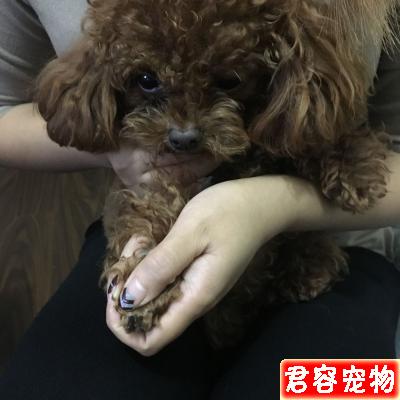 狗狗不樂意剪指甲？教你如何輕松給狗剪指甲（泰迪）