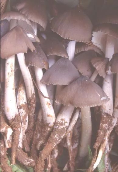 狗狗也中毒!?吃菌需謹慎,這份指南請速速查收→