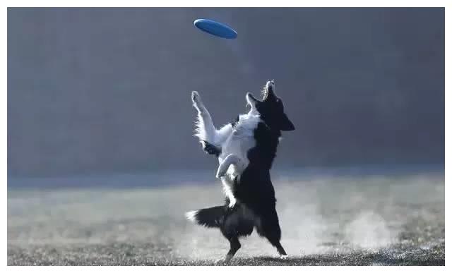 這種訓練對邊境牧羊犬很關鍵! 這種訓練對邊境牧羊犬很關鍵!