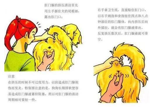 狗狗有這幾種表現,說明要給它擠“肛門腺”了