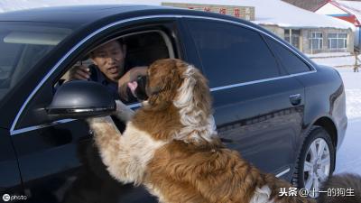 辟謠:犬瘟和細小是一回事?不,它和細小是兩碼事,癥狀也不一樣