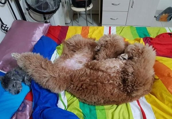 狗狗睡姿超奇怪,還拿家里小狗靠腿,就會欺負乖巧的小狗