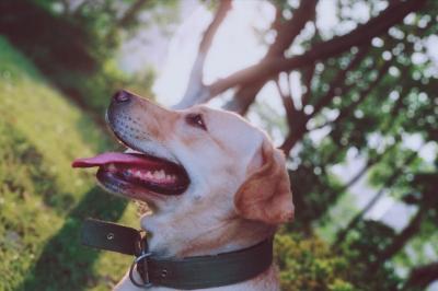 科學養拉布拉多犬的5個方法,請收好