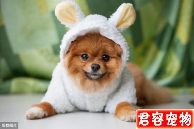如果你養了博美犬，最好還是看看這篇文章，或許你會收獲很多